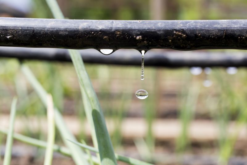 Drip Irrigation Installation in Aiken, SC